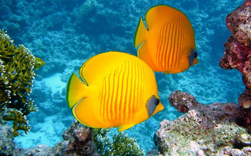 Coral Reef